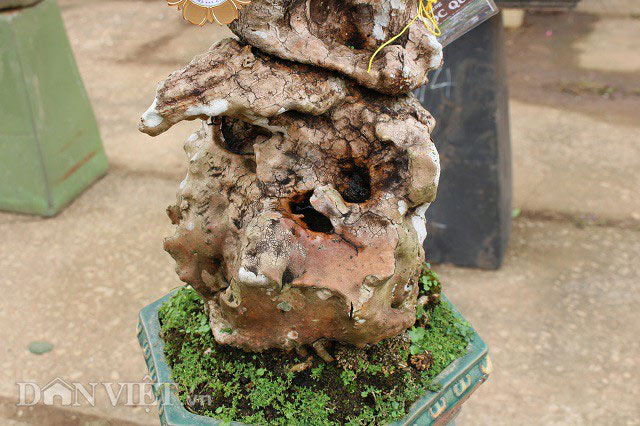 Cụ thiên tuế hơn 500 tuổi, có nụ hơn 1 năm vẫn chưa chịu nở hoa